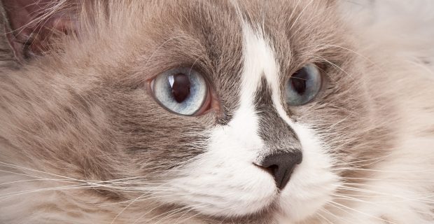 idade gato