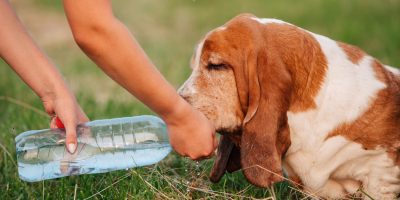 cachorro bebendo agua