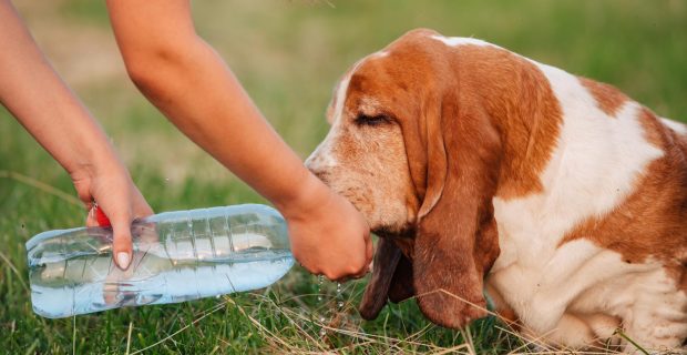 cachorro bebendo agua