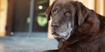 Novo estudo indica que cães são considerados idosos aos 12,5 anos de idade