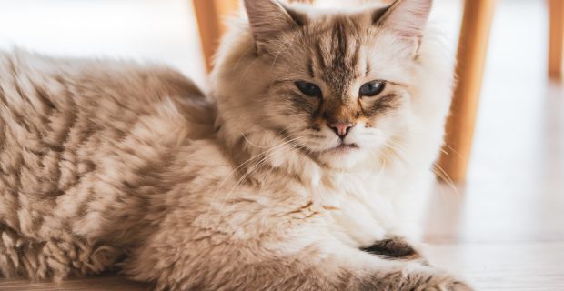 Veterinárias comentam quais são as raças de gato mais inteligentes