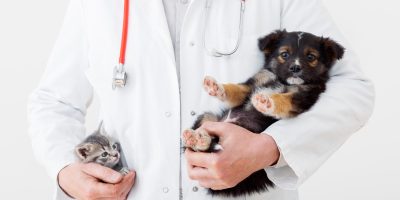 cachorro e veterinário