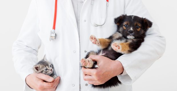 cachorro e veterinário