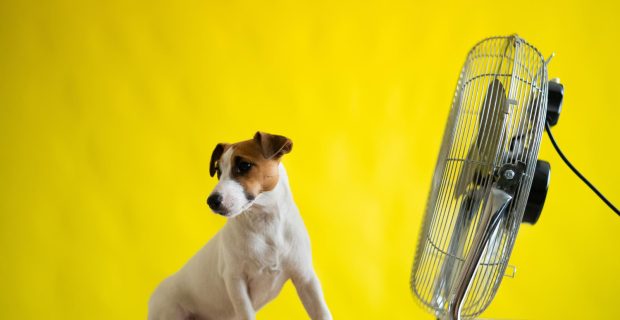 foto-calor