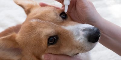 cachorro colírio