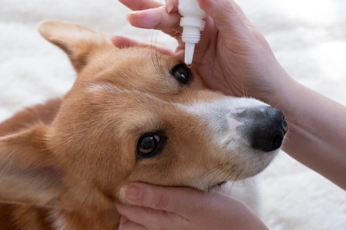 cachorro colírio