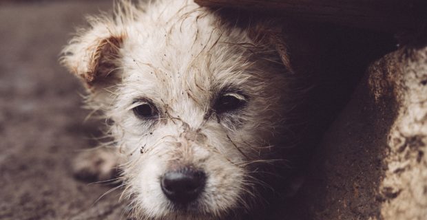 Agressores de animais poderão arcar com custas de tratamento em Curitiba (PR)