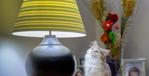 foto-luz