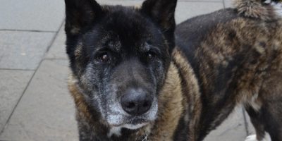 cachorro akita
