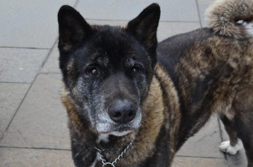 cachorro akita