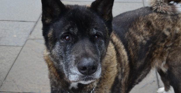 cachorro akita