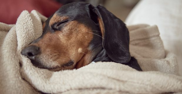 cachorro dormindo