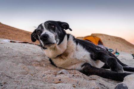 Demência em cães e gatos idosos exige atenção e cuidados especiais