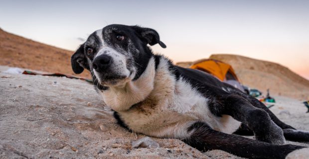 Demência em cães e gatos idosos exige atenção e cuidados especiais