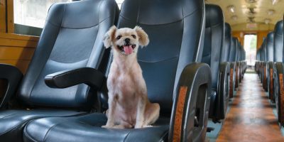 Viagens de ônibus com pets no carnaval precisam de atenção dos tutores