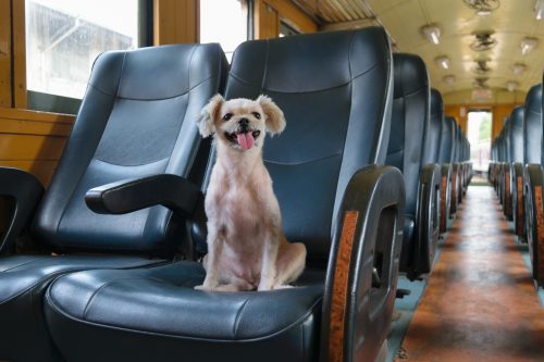 Viagens de ônibus com pets no carnaval precisam de atenção dos tutores