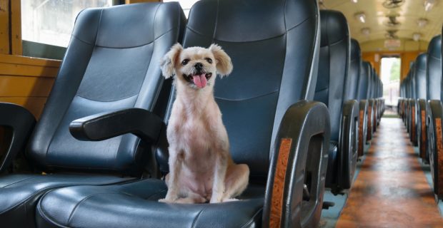 Viagens de ônibus com pets no carnaval precisam de atenção dos tutores