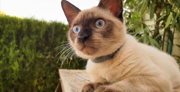 Fim de ano pode causar mais doenças em gatos