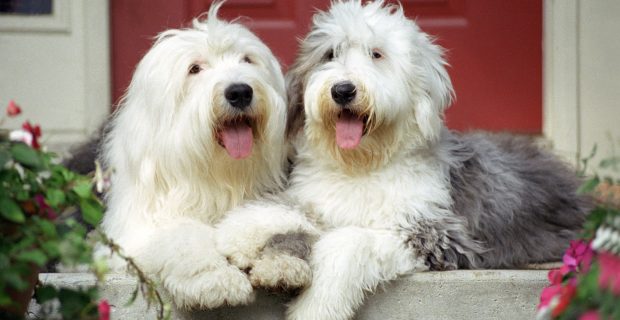 cachorros peludos