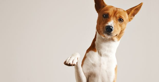 cão pata quebrada