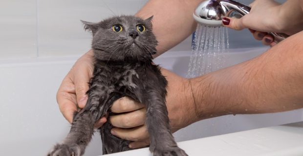 gato no banho