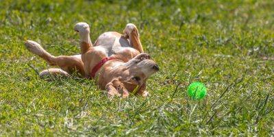 Veterinária destaca mudanças no comportamento dos cães após castração