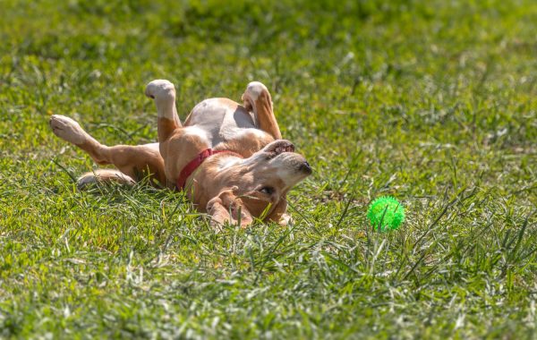 Veterinária destaca mudanças no comportamento dos cães após castração