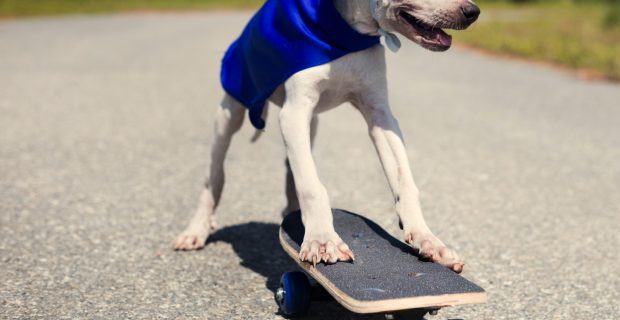 cachorro mobilidade