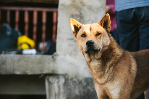 Lei diz que ninguém pode ser impedido de alimentar animais de rua