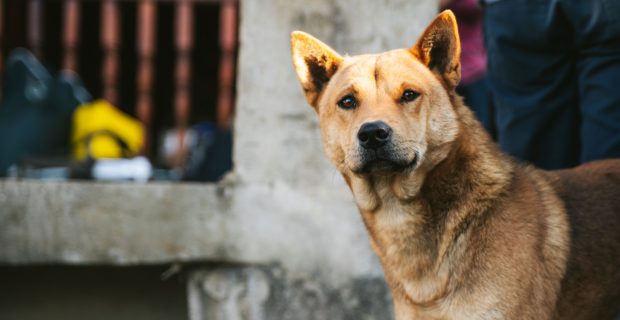 Lei diz que ninguém pode ser impedido de alimentar animais de rua