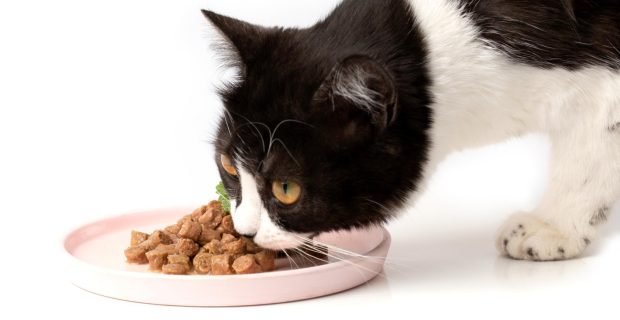 foto-alimento