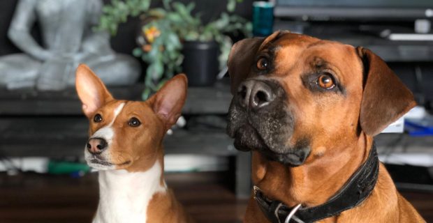 cães se comunicando