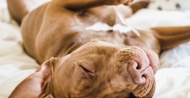 Sono é essencial para a saúde física e mental dos cães