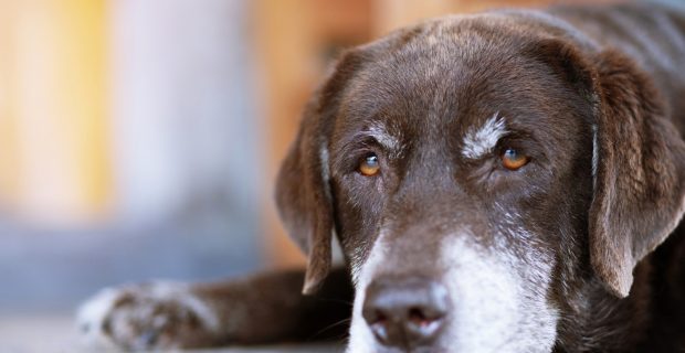 Saúde mental dos cães também precisa de atenção