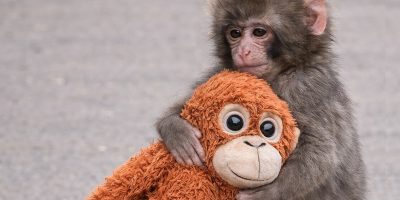 O macaco que abraçava uma pelúcia: o que ele nos ensina sobre senciência animal