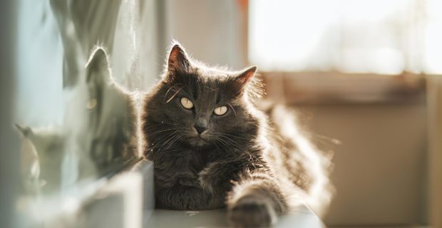 gato no sol