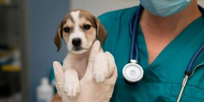 Exercício ilegal da Medicina Veterinária vira crime e marca nova fase de proteção à saúde animal no Brasil