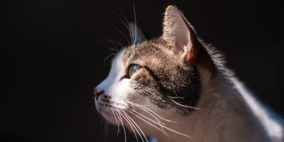 Diabetes em gatos: estudo cria um perfil da doença nos felinos