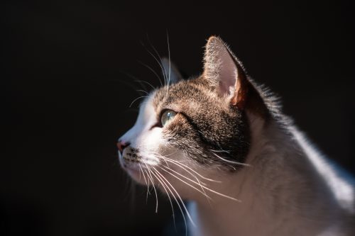 Diabetes em gatos: estudo cria um perfil da doença nos felinos