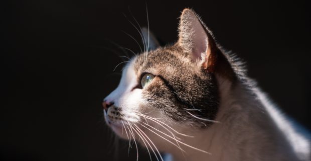 Diabetes em gatos: estudo cria um perfil da doença nos felinos