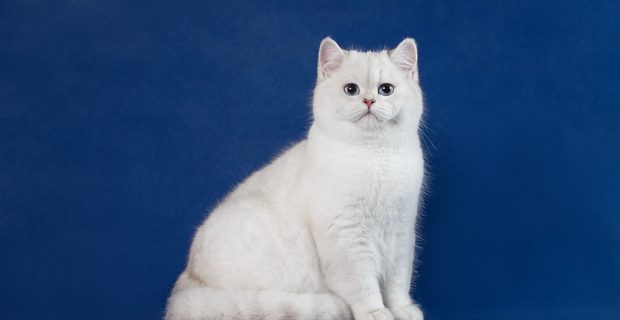 Curiosidade sobre os gatos brancos