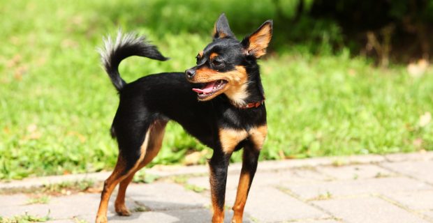Porte e formato do focinho são fatores de maior longevidade canina