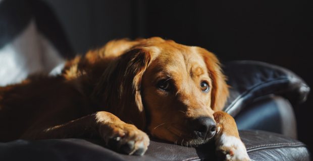 cão triste
