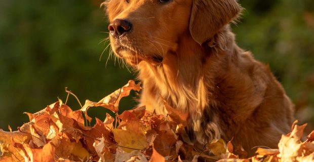 cachorro com folhas de outono