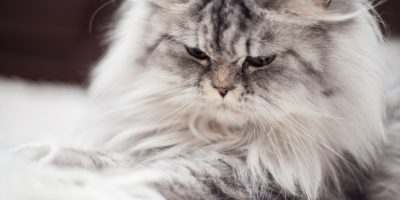Quais os riscos das bolas de pelos para os gatos?