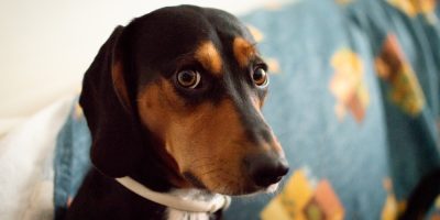 Por que os cães comem cocô? Descubra!