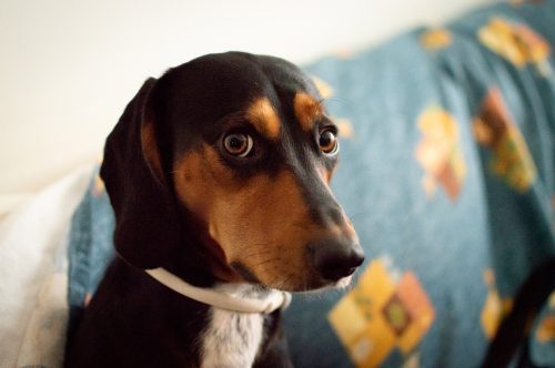 Por que os cães comem cocô? Descubra!