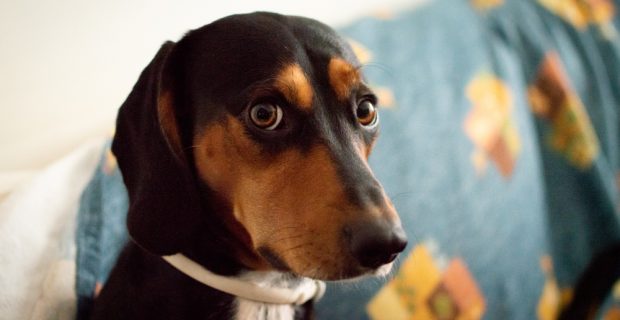 Por que os cães comem cocô? Descubra!