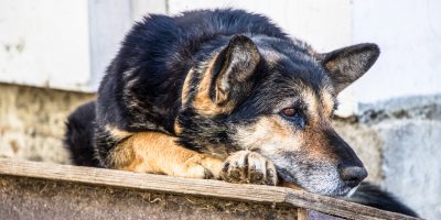 Lei sancionada proíbe a morte de animais de rua no Piauí