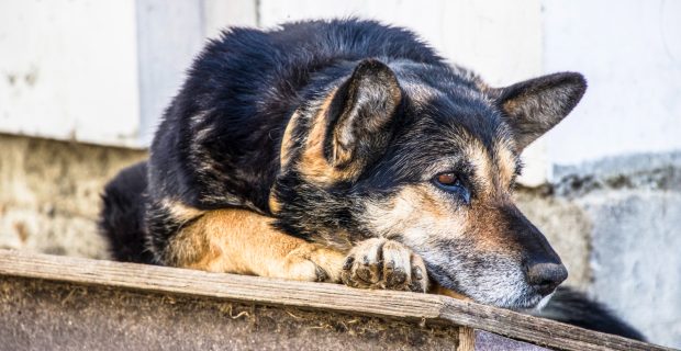 Lei sancionada proíbe a morte de animais de rua no Piauí